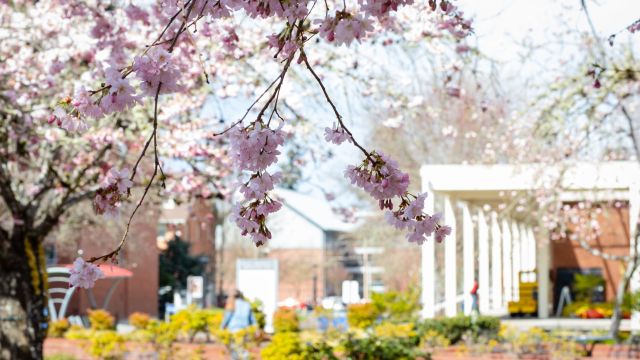 Pacific's central campus is seen through a cherry blossom branch in the foreground.